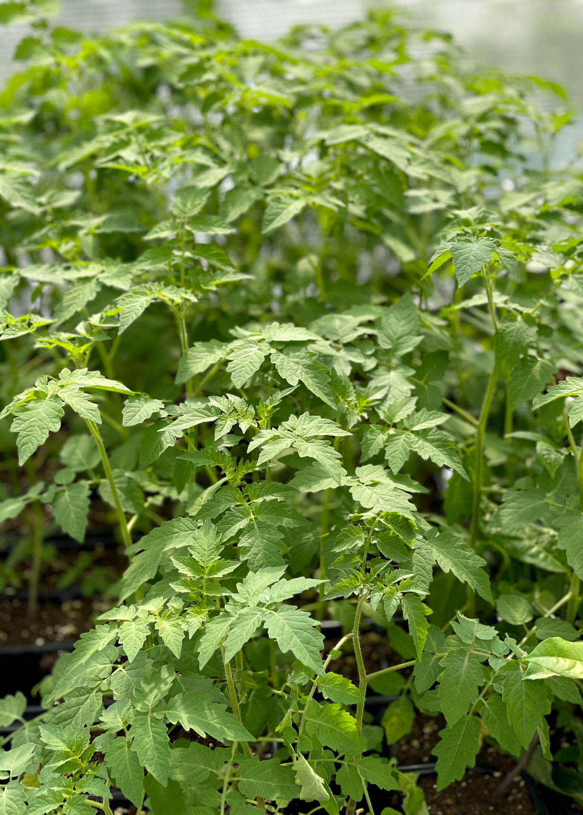 Everglades Tomato (Solanum pimpinellifolium)