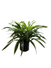 Dracaena 'Lemon Lime'