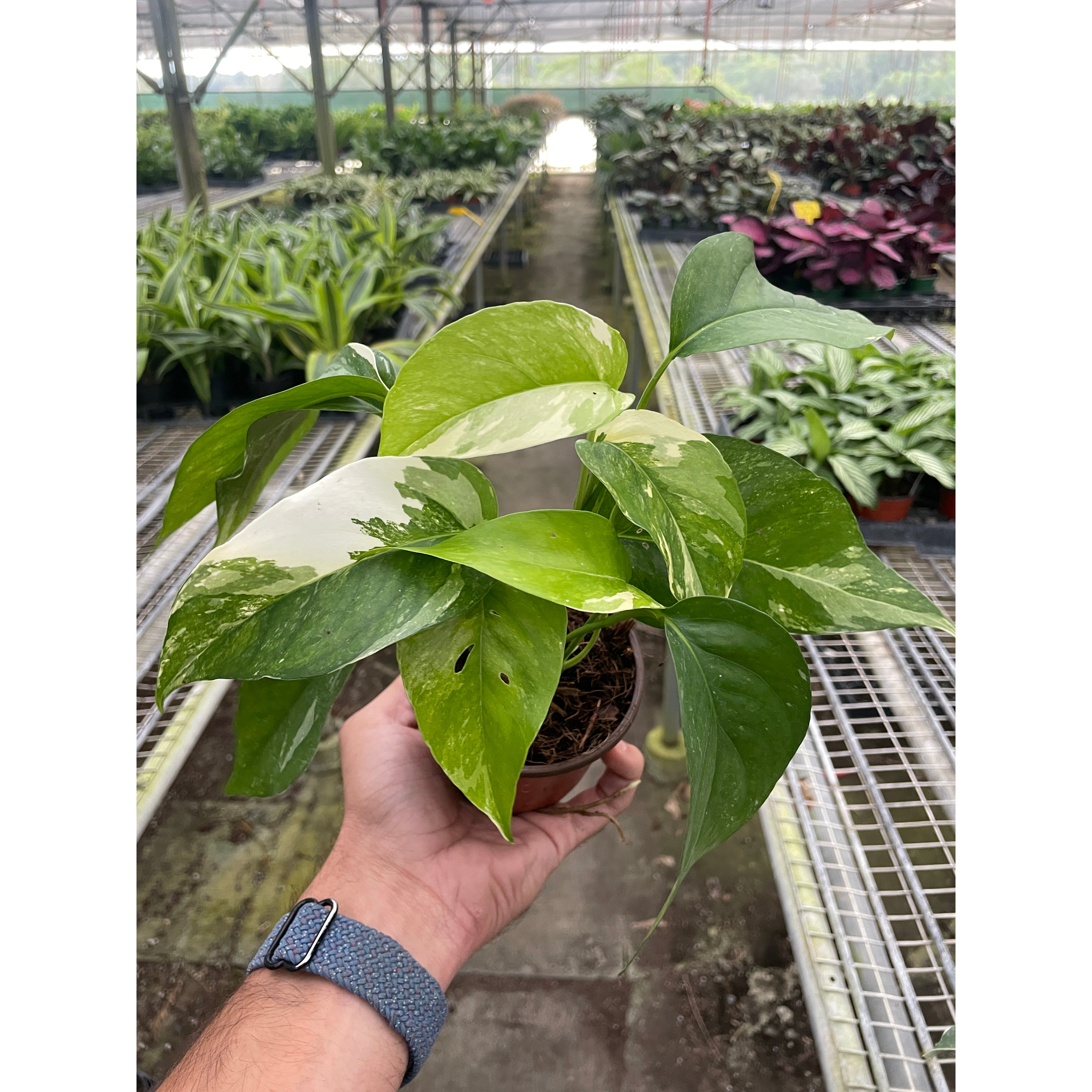 Pothos 'Albo Variegata'