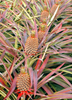 Pineapple 'Florida Special' (Ananas comosus)