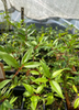 Cas Guava, Costa Rican Guava (Psidium friedrichsthalianum)