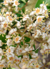 Marlberry (Ardisia squamulosa)