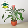Bromeliad 'Silver Vase'