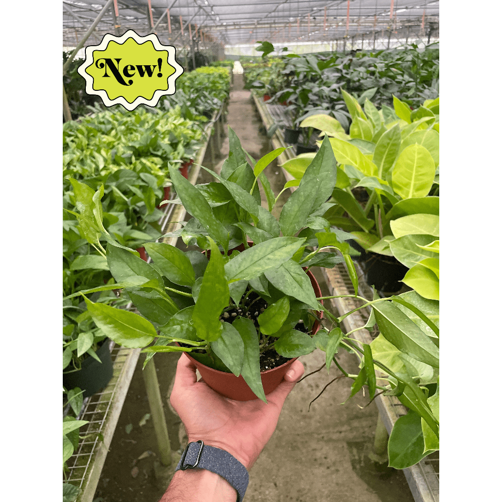 Hand holding a potted plant in a greenhouse with 'New!' label
