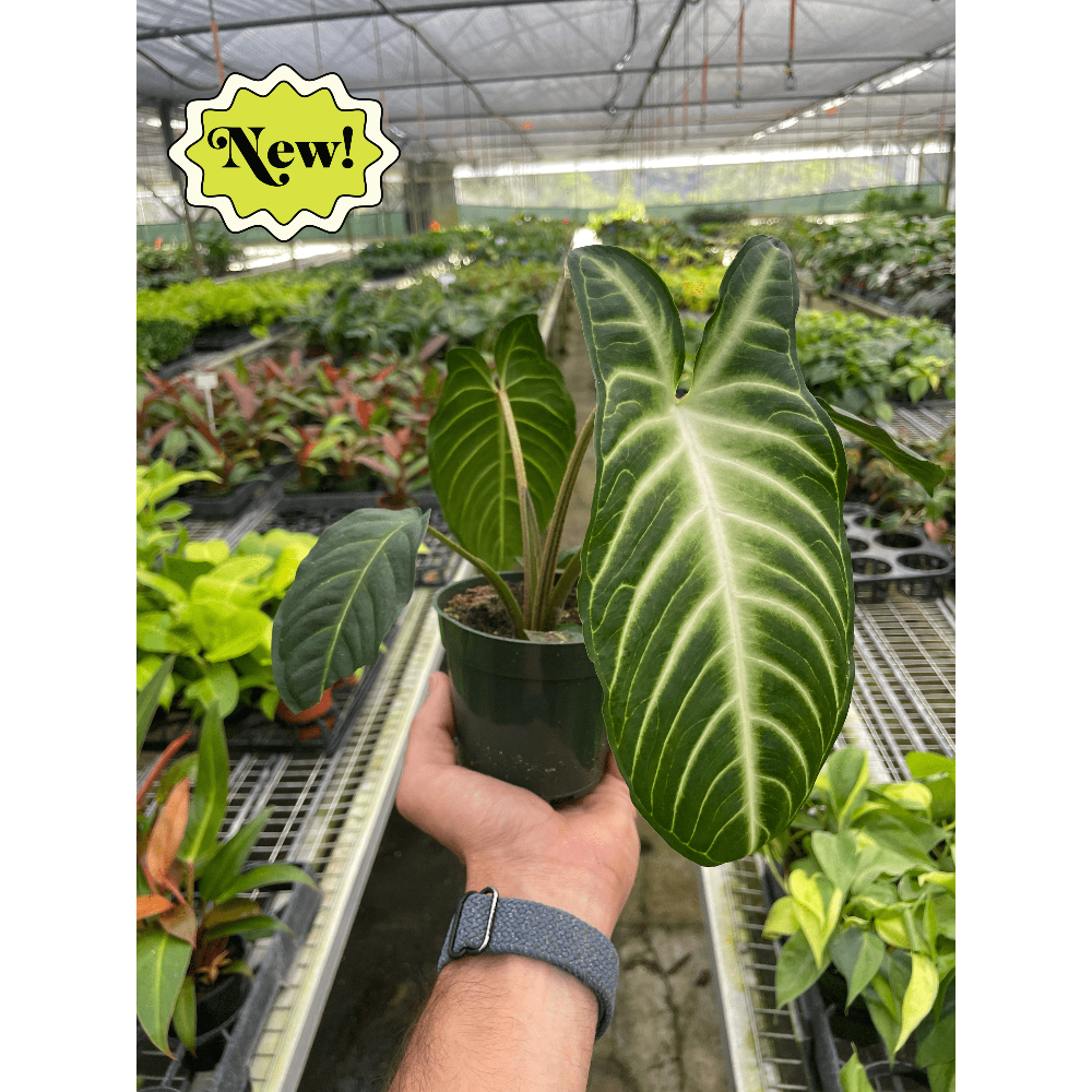 Hand holding a potted plant with 'New!' label in a greenhouse setting