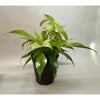 Philodendron 'Florida Ghost'