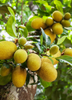 Jackfruit 'Golden Nugget' (Artocarpus heterophyllus)