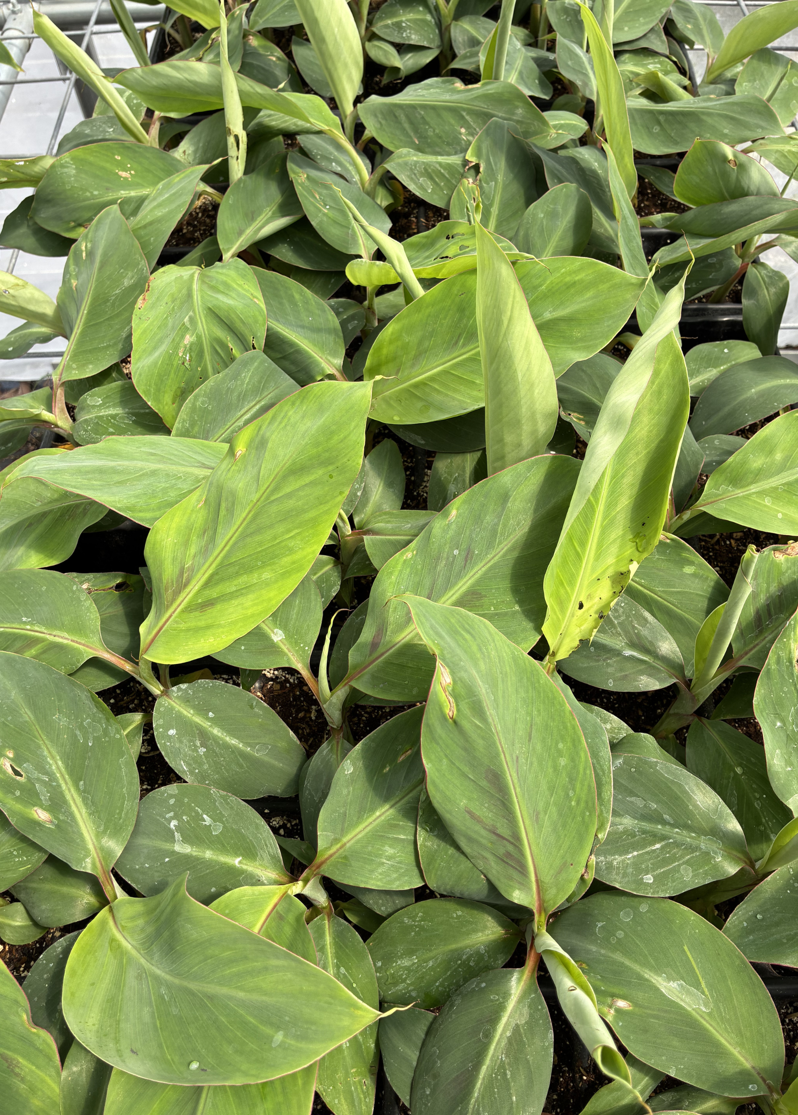 Banana 'Mona Lisa' (Musa acuminata)