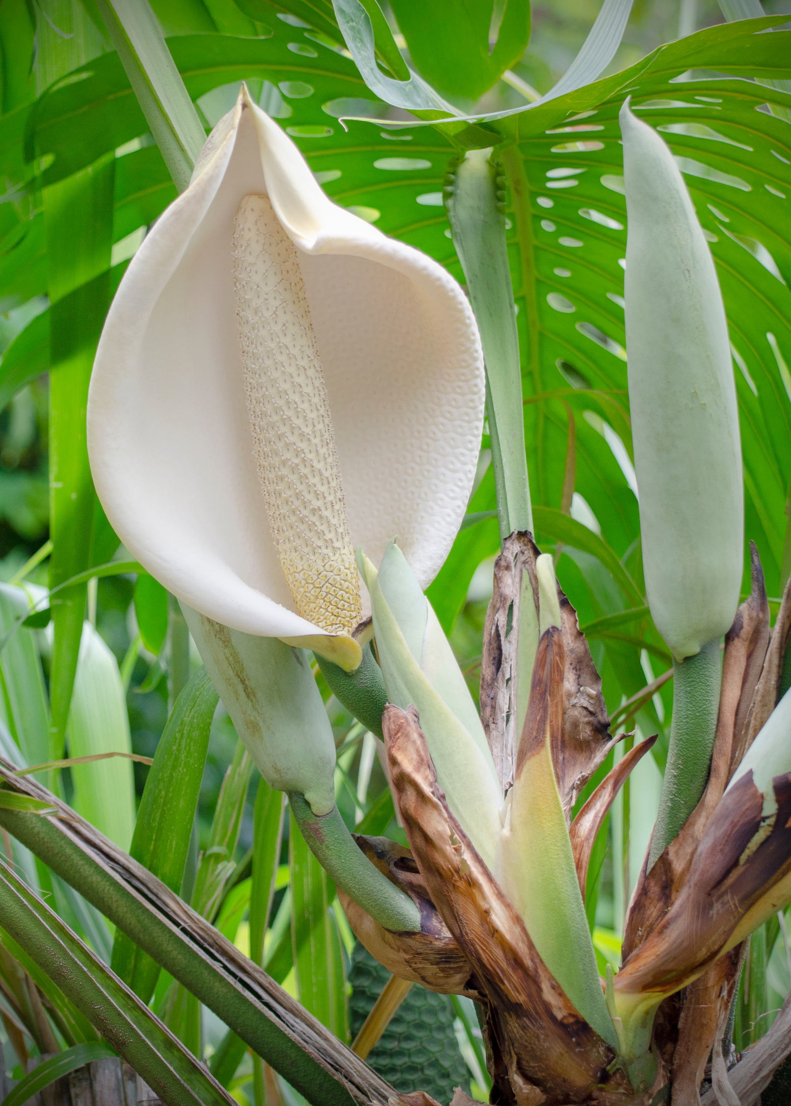Monstera, Swiss Cheese Plant (Monstera deliciosa)
