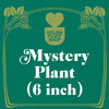Mystery Pet-Friendly House Plant