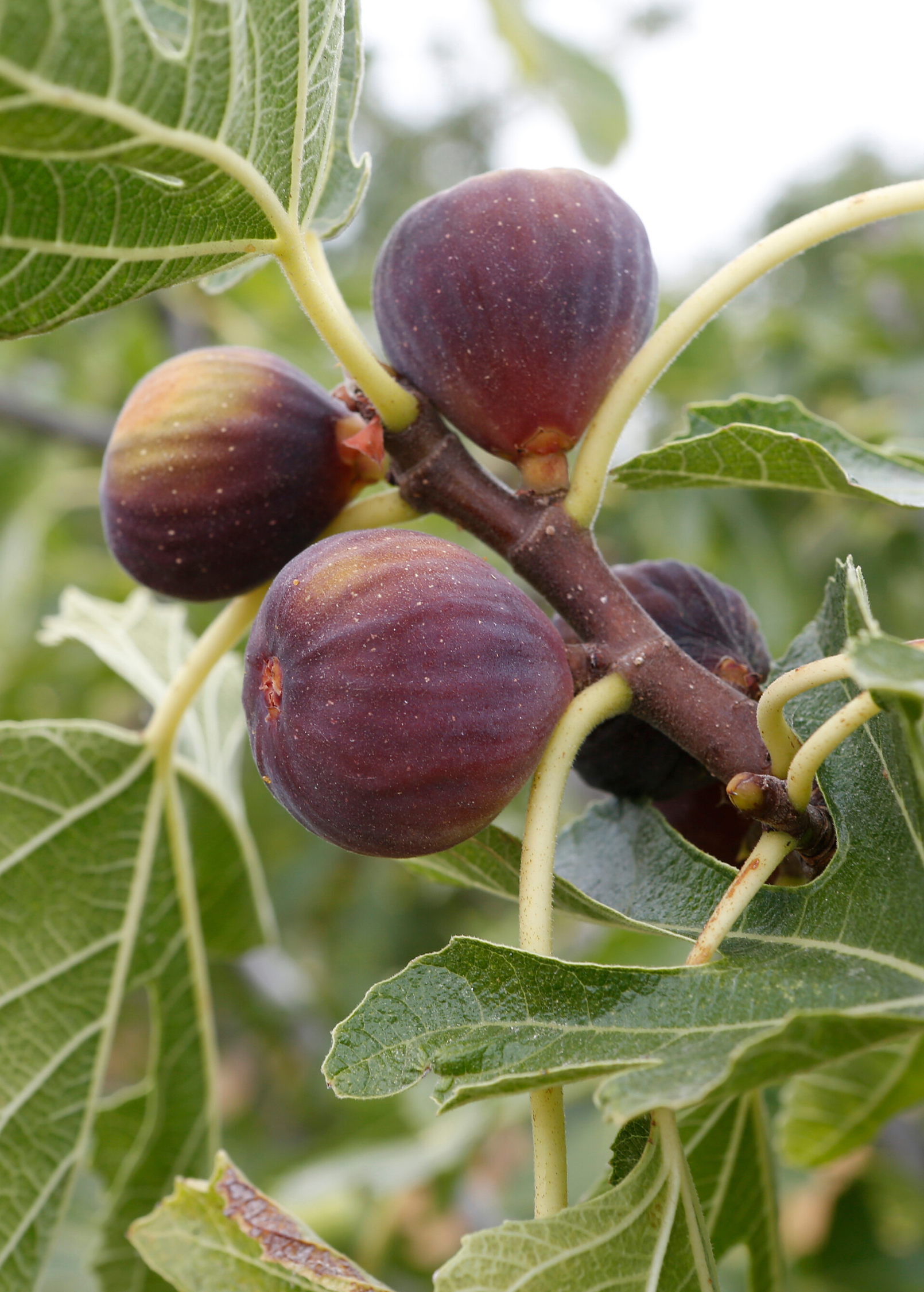 Fig 'Olympian' (Ficus carica)