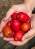 Jocote, Red (Spondias purpurea)