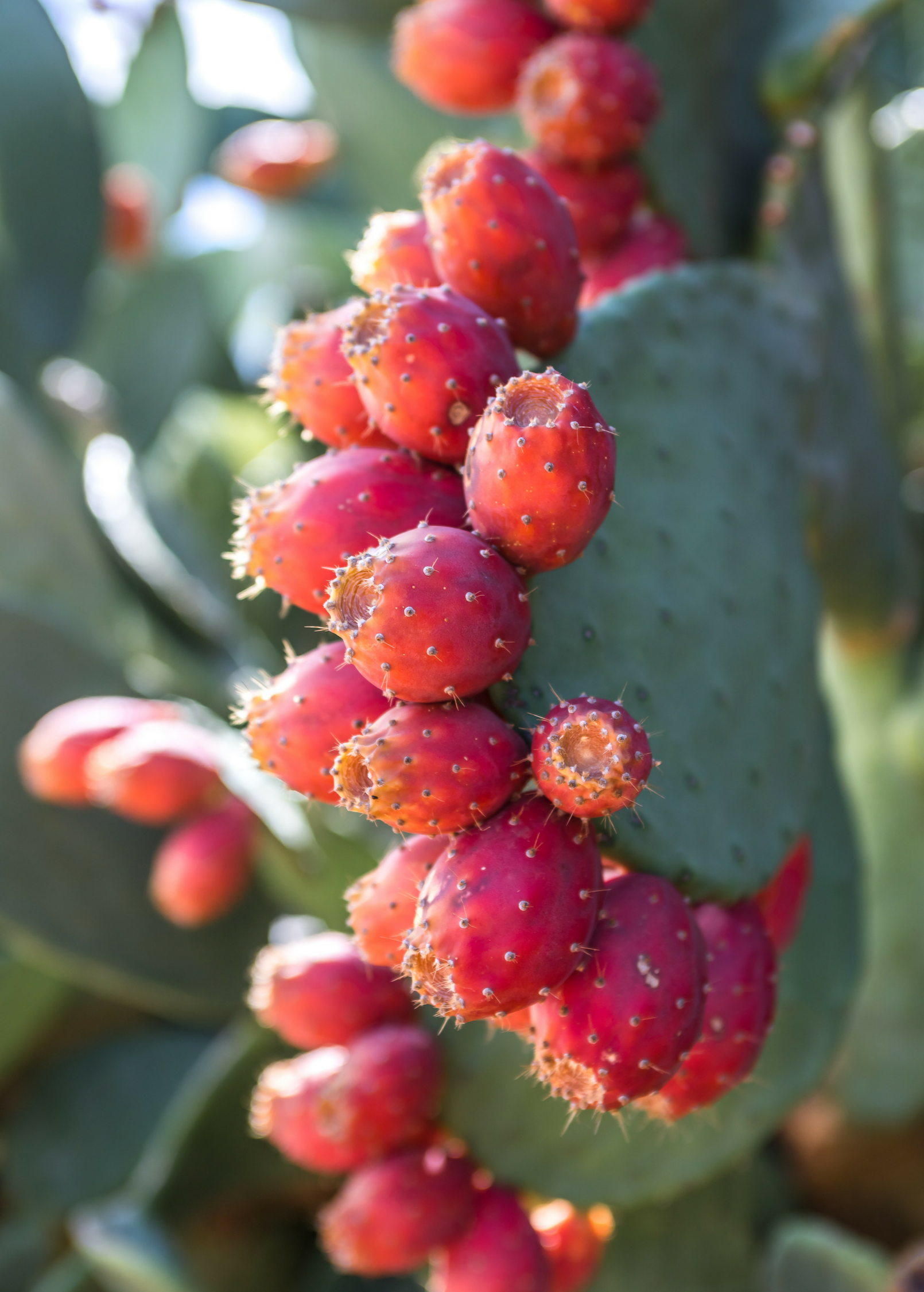 Prickly Pear (Opuntia ficus-indica)