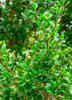 Simpson's Stopper (Myrcianthes fragrans)