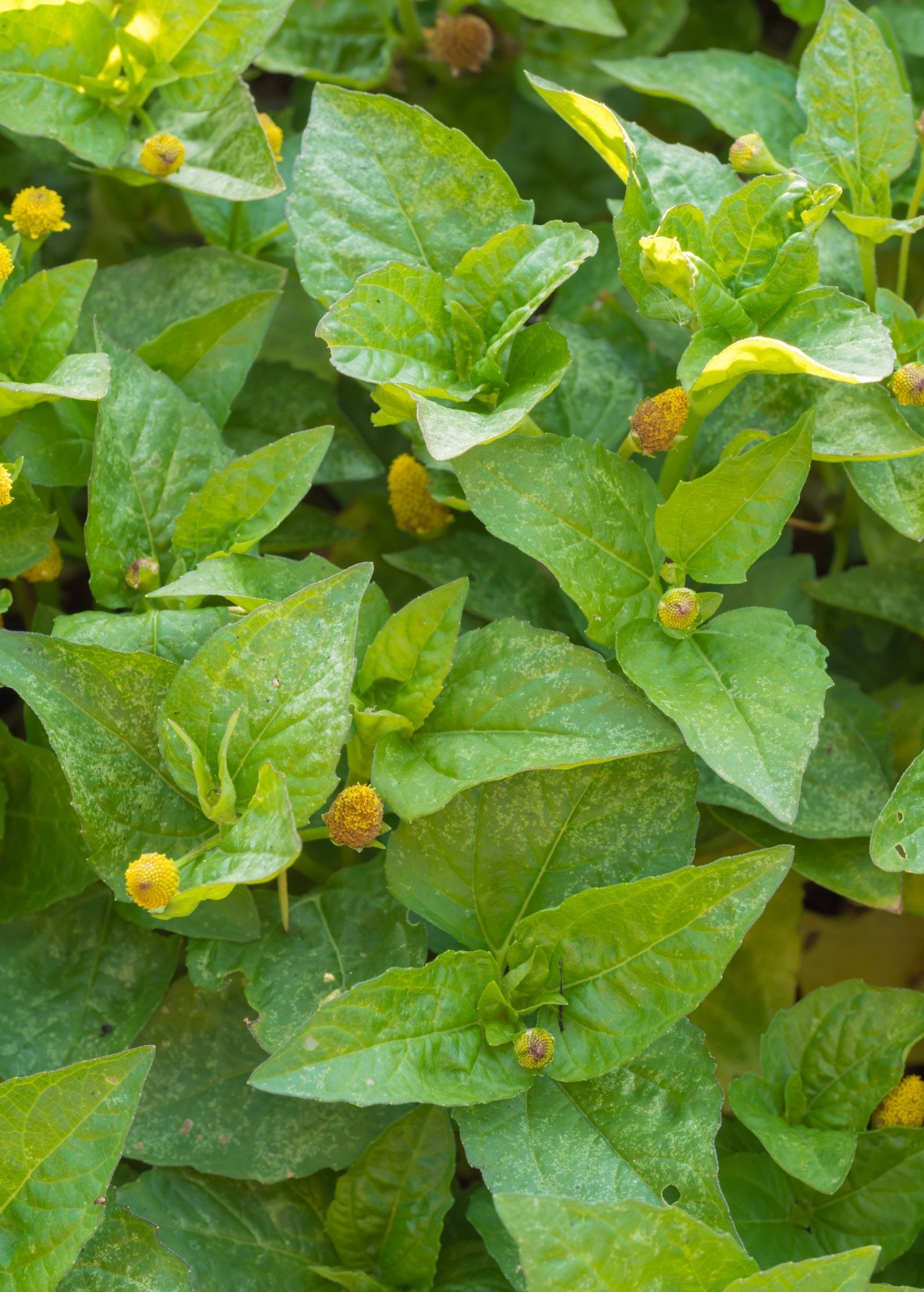 Electric Daisy Toothache Plant (Spilanthes acmella)