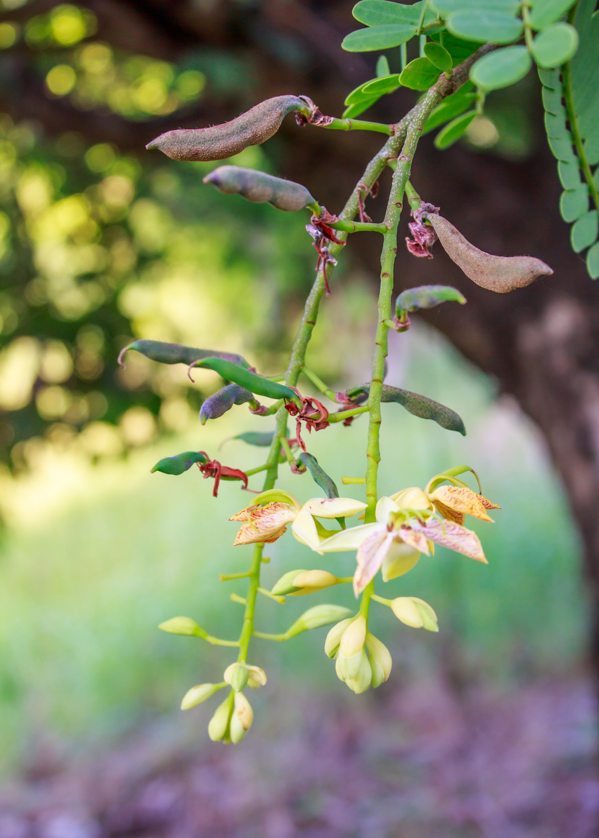 Tamarind, Tart (Tamarindus indica)
