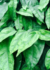 Yanang, Grass Jelly Vine (Tiliacora triandra)