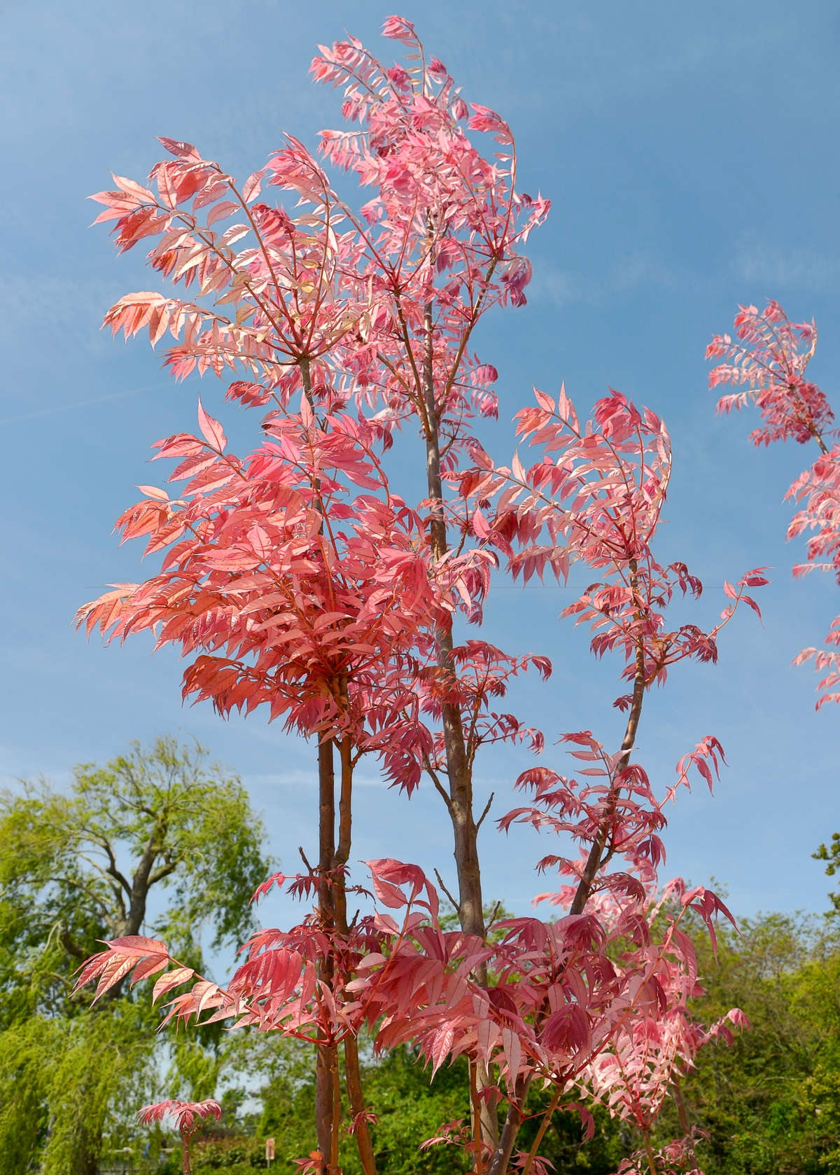 Red Toon (Toona sinensis)