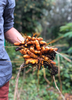 Turmeric, Orange (Curcuma longa)