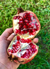 Pomegranate 'Vietnamese Pink' (Punica granatum)