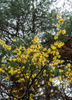 Witch-hazel (Hamamelis virginiana)