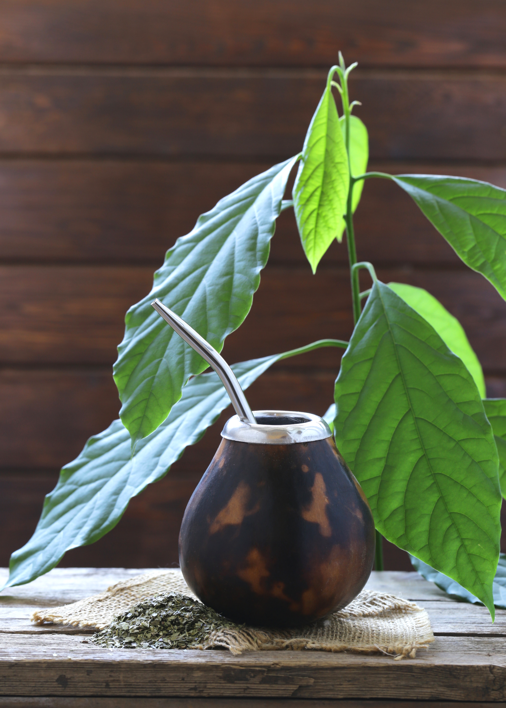 Yerba Mate (Ilex paraguariensis)