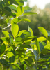 Yerba Mate (Ilex paraguariensis)
